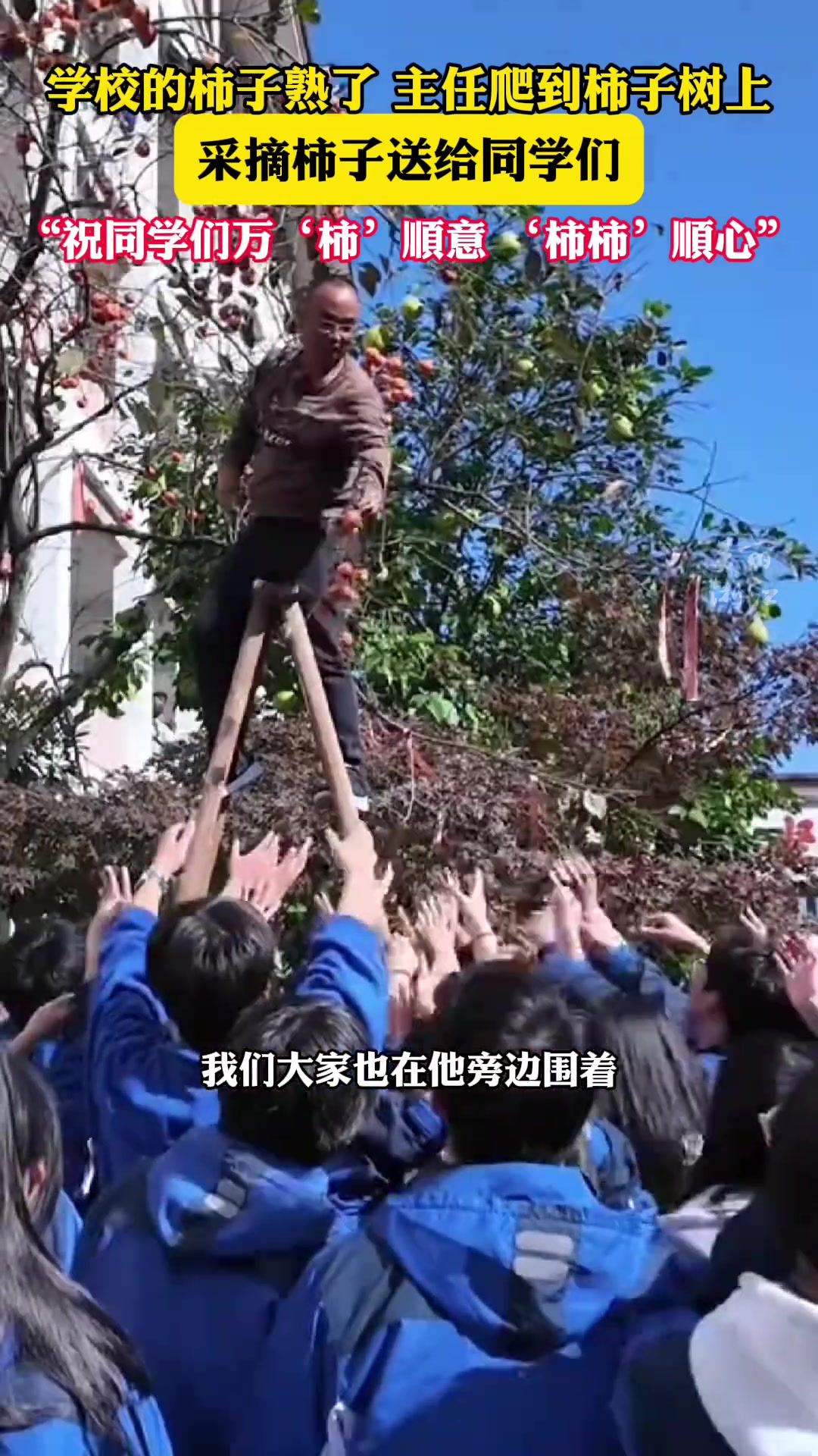 主任摘学校柿子送给同学们，祝同学们万柿顺意柿柿顺心
