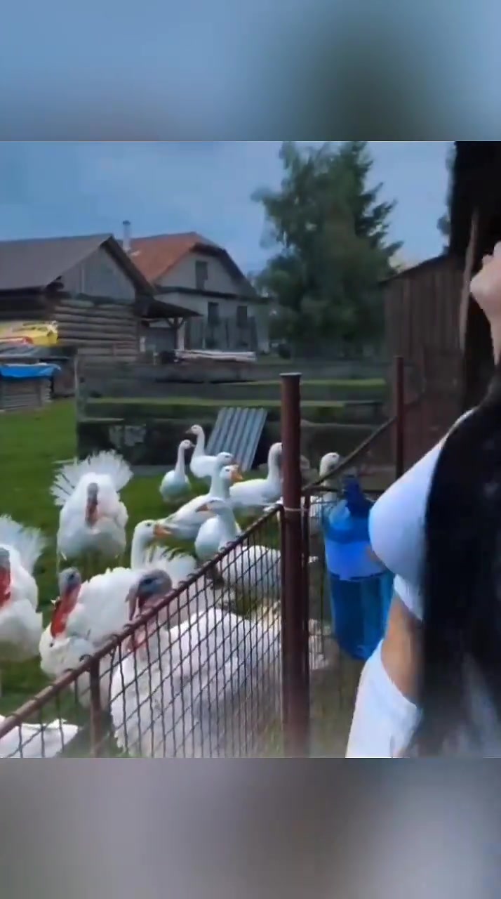 火鸡：这娘们儿在骂人诶！