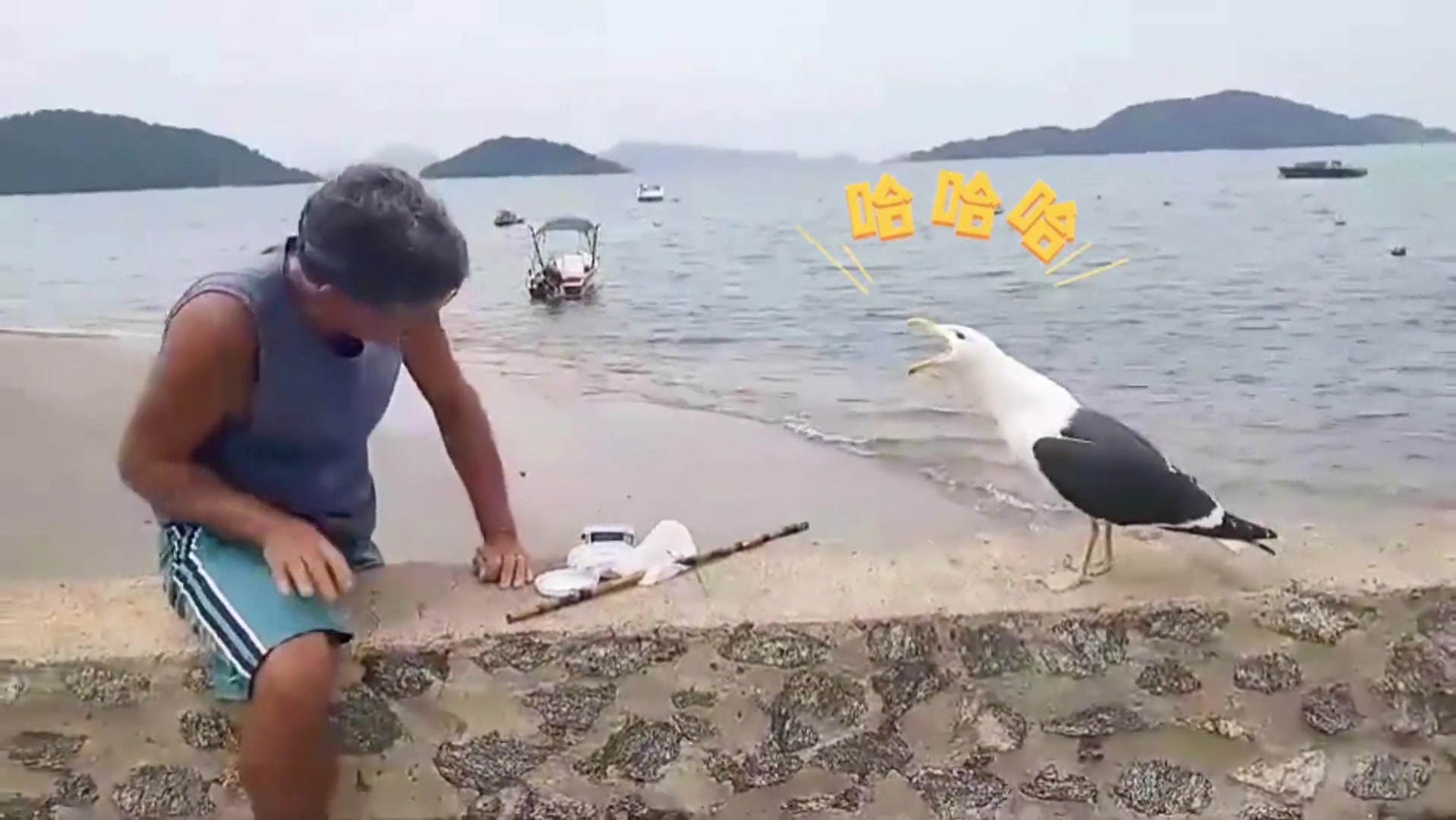 又被这傻海鸥嘲笑了！