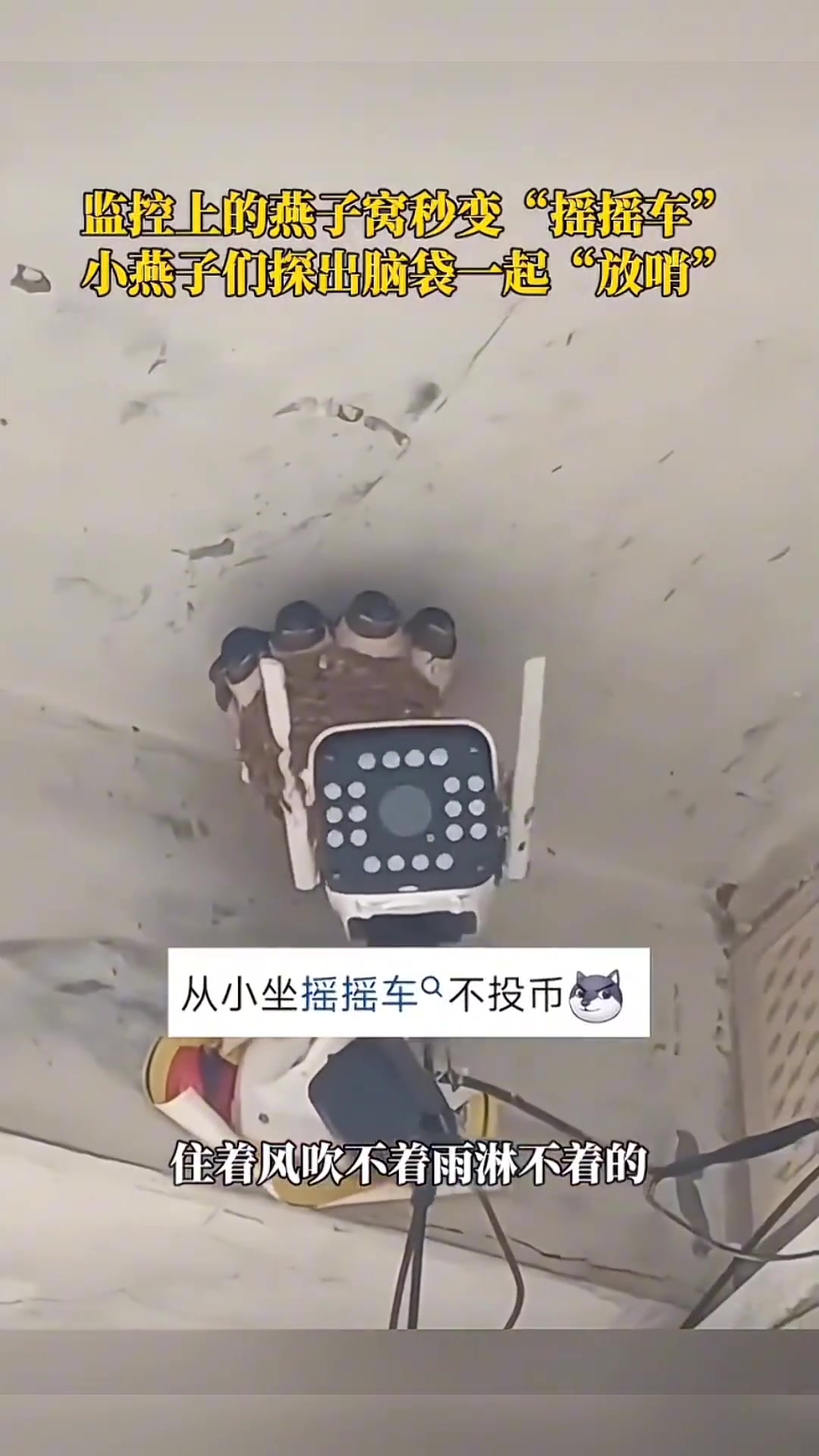 监控上的燕子窝秒变“摇摇车”，小燕子们探出脑袋一起“放哨”