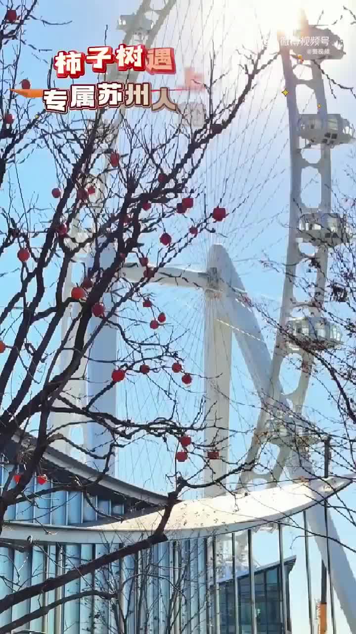 江南的极致美学！当红彤彤的柿子遇上摩天轮