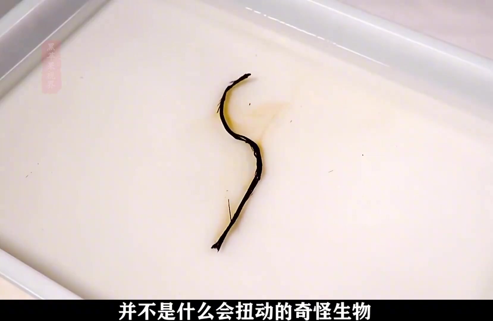 古籍修复师将沉睡两千多年的竹简复活，揭开了未曾出现的论语篇章