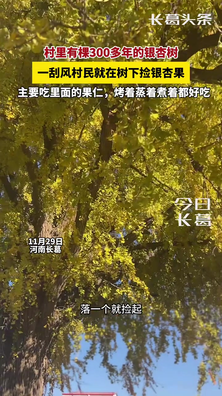 古银杏树上的银杏果随风掉落，村民们会将这些果实捡回家中吃！