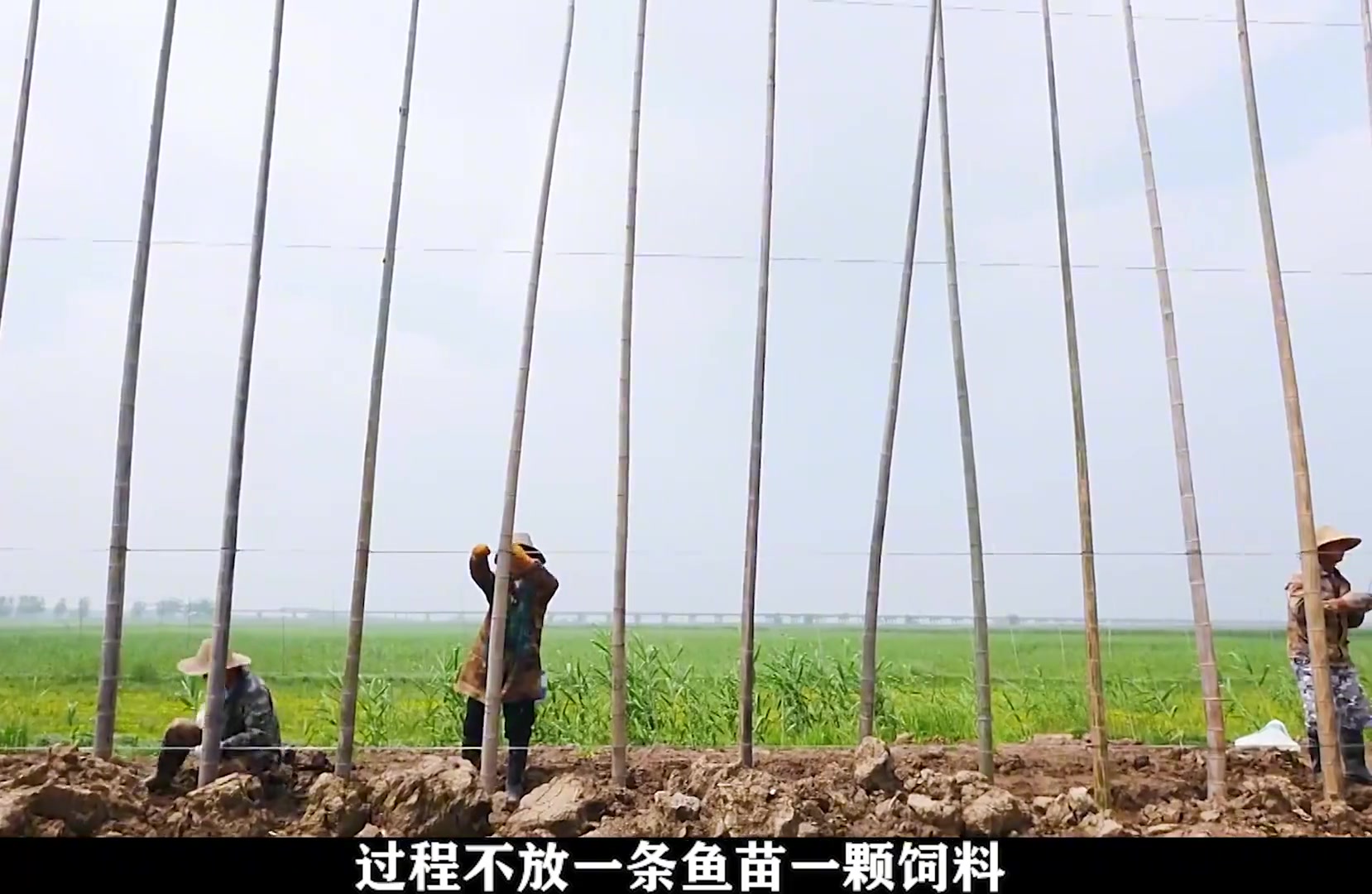 渔民在土地上养鱼，过程不放一条鱼苗一颗饲料就能收获上万斤