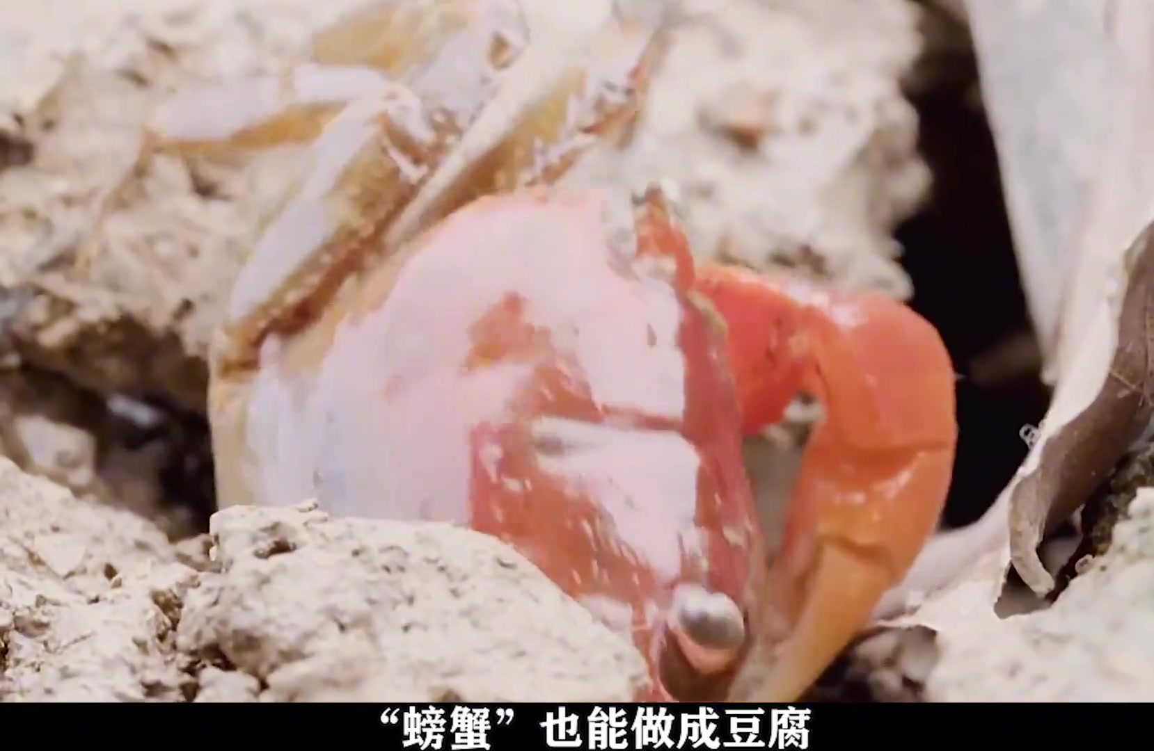 我是万万没想到，除大豆树叶可以做豆腐之外，螃蟹也能做豆腐