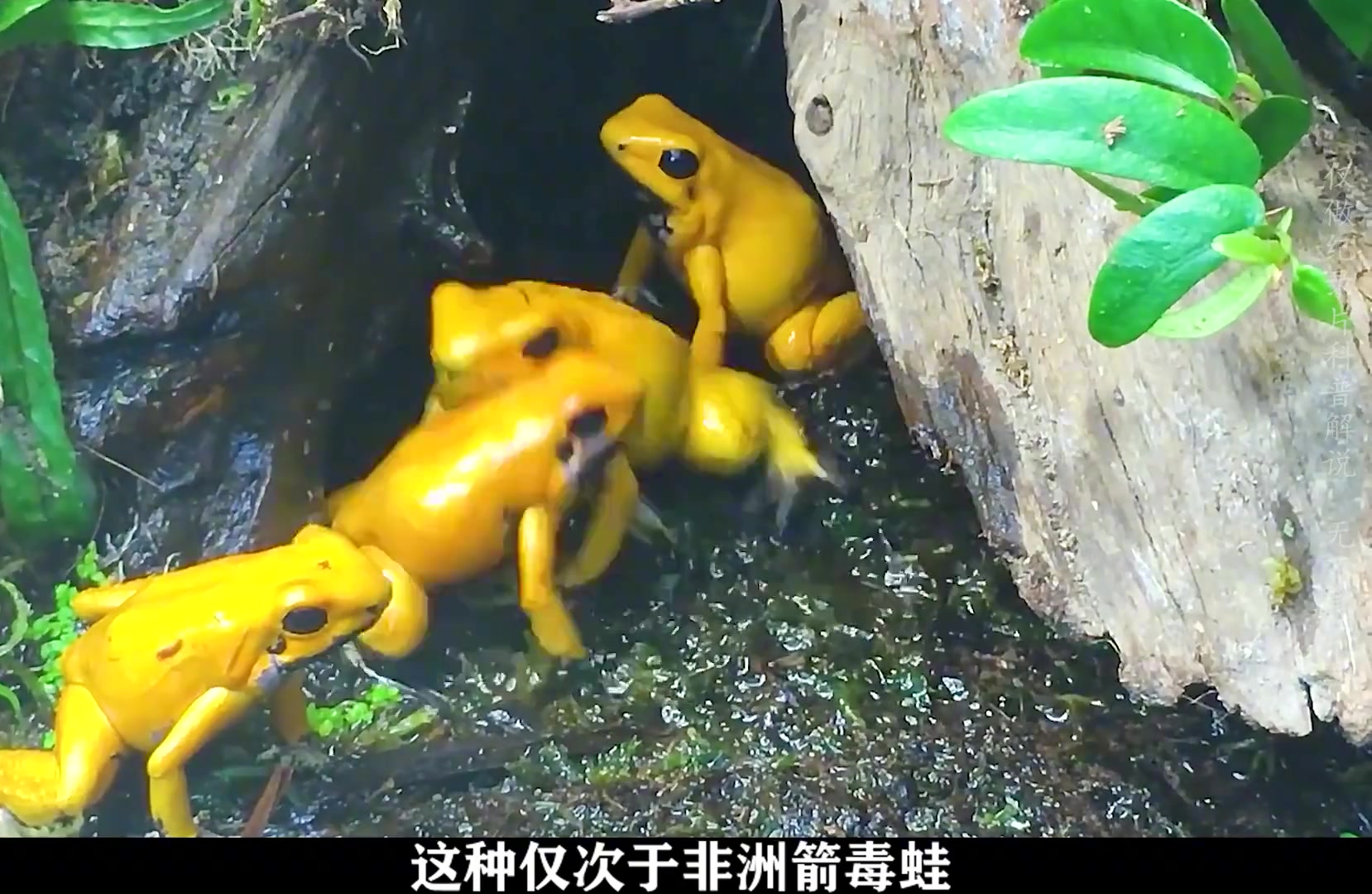 为了这一口人间美味，连无毒河豚都被广东人研究出来了！