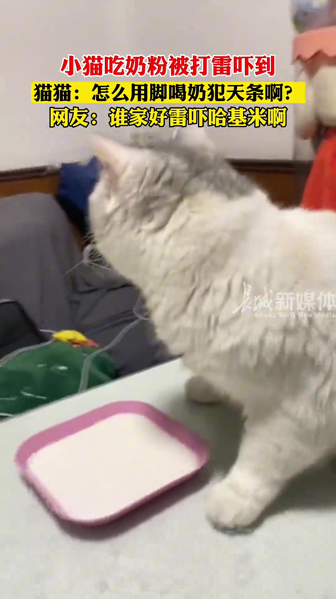 小猫吃奶粉被打雷吓到猫猫：怎么用脚喝奶犯天条啊