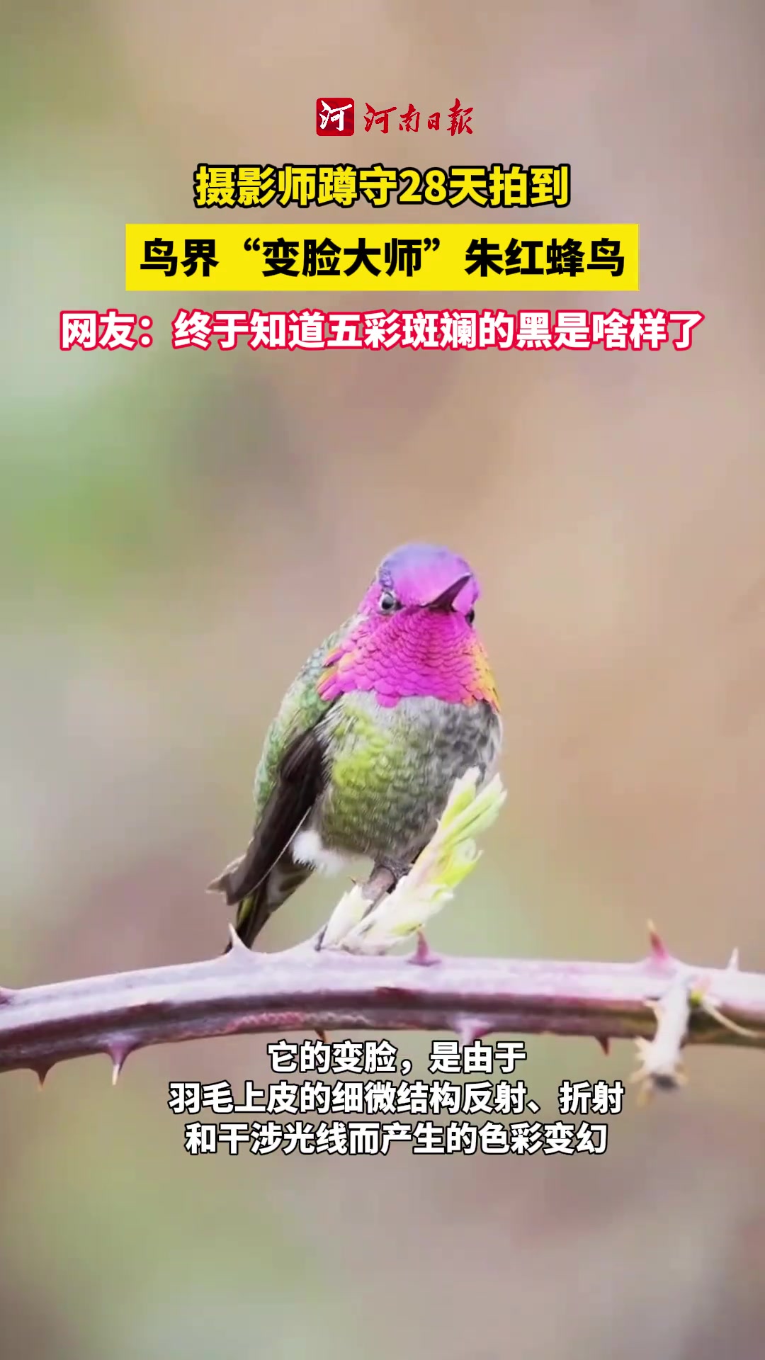 太神奇了！摄影师拍到鸟界“变脸大师”朱红蜂鸟