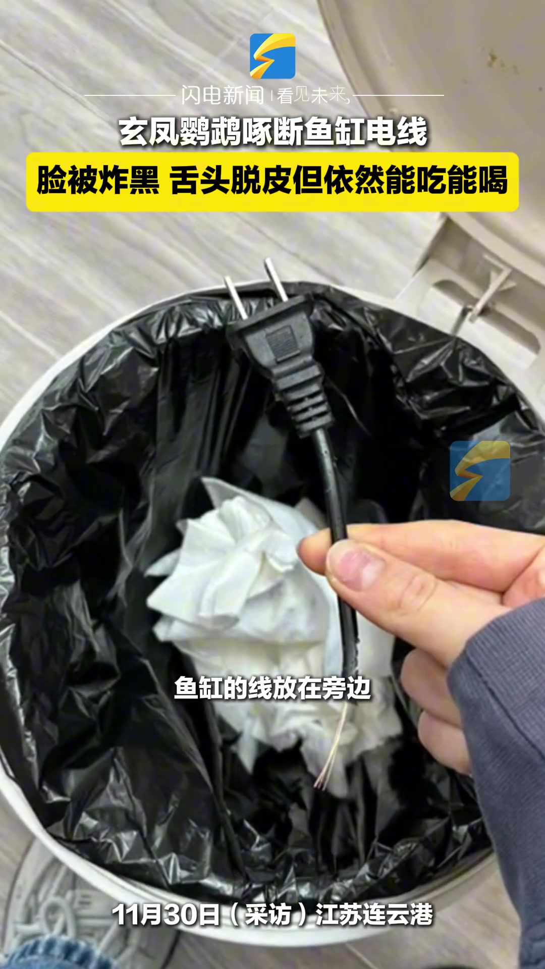 嘴欠！鹦鹉咬断电线被炸成“包公”烟熏妆也很酷