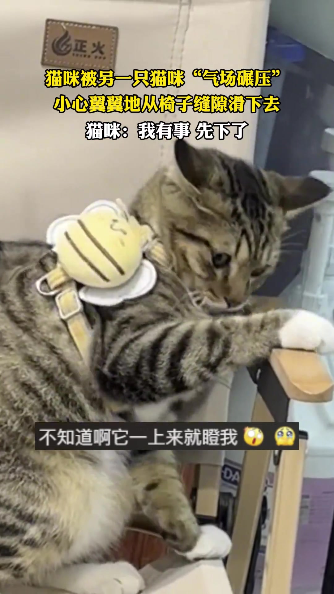 猫咪被另一只猫咪“气场碾压”小心翼翼地从椅子缝隙滑下去