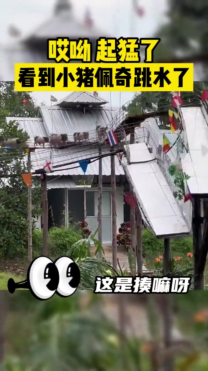 起猛了！看见小猪佩奇跳水了