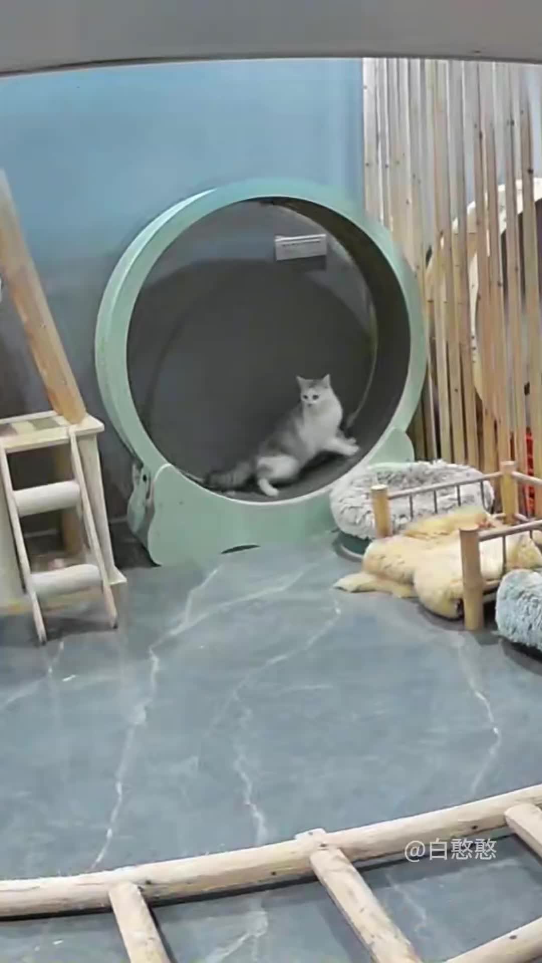 这猫一看就是练家子直接拉爆你们