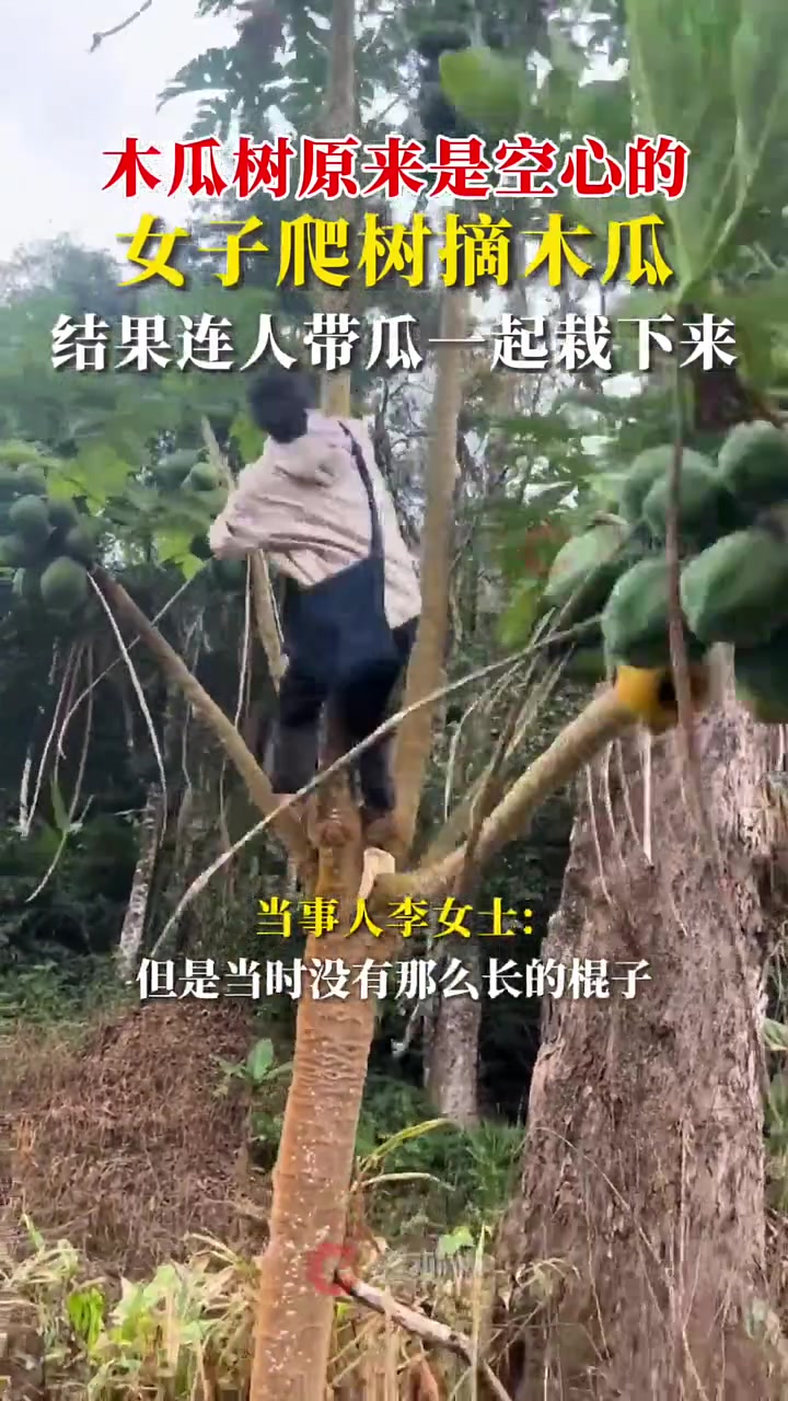 木瓜树原来是空心的！女子爬树摘木瓜，结果连人带瓜一起栽下来