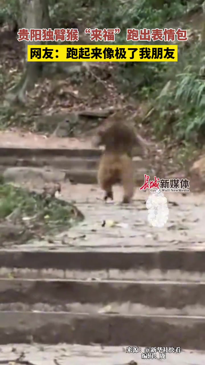 独臂猴“来福”跑出表情包网友：跑起来像极了我朋友