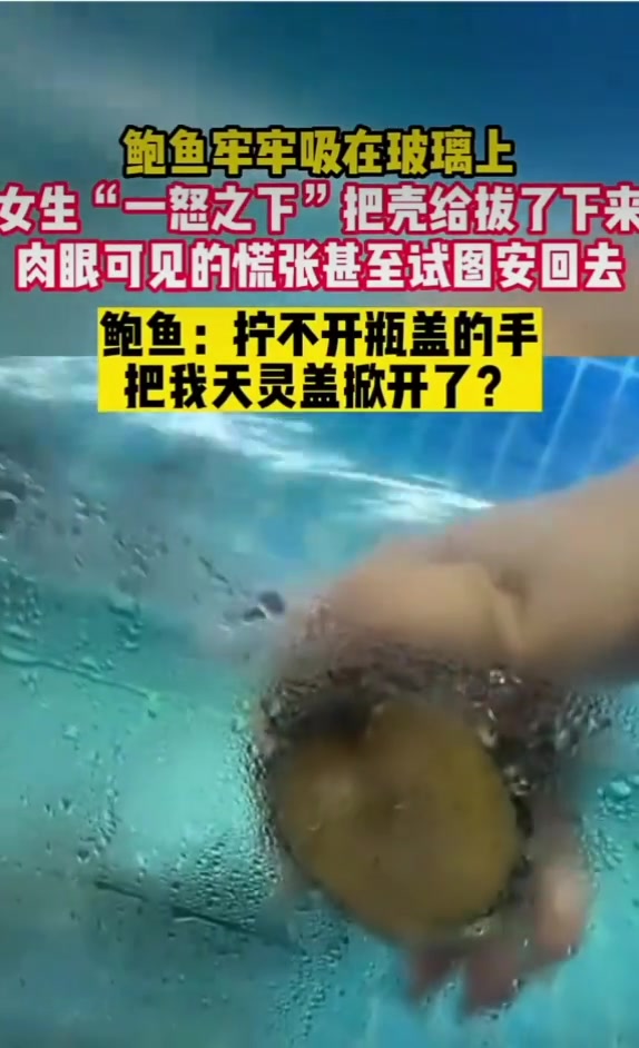 鲍鱼牢牢吸在玻璃上女生“一怒之下”拔了下来