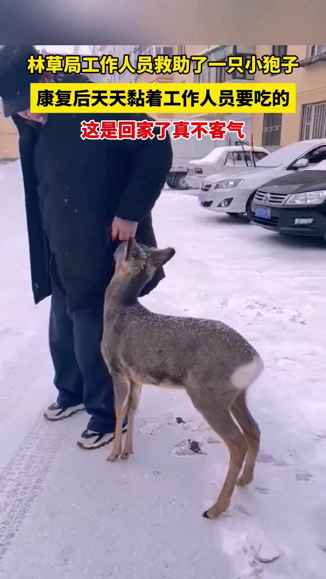林草局工作人员救助了一只小狍子