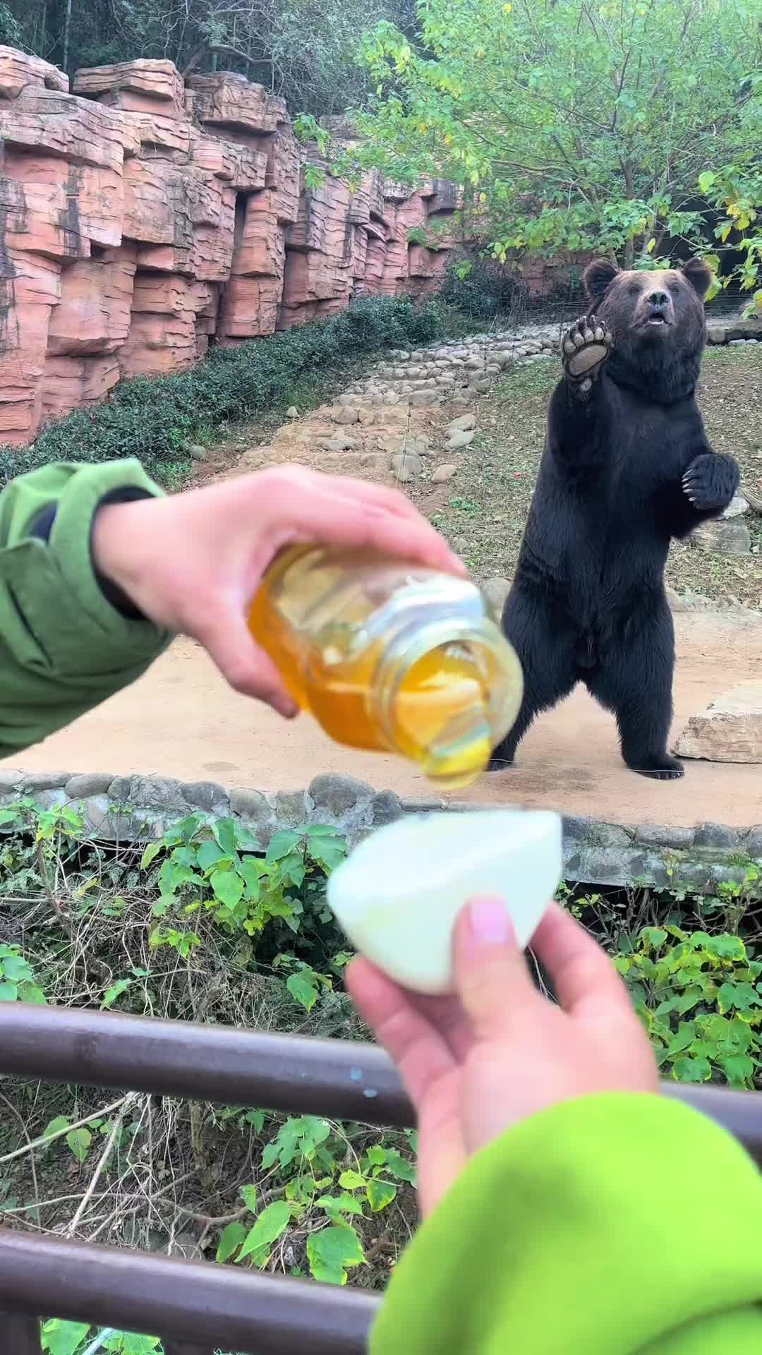 蜂蜜夹心大头开心