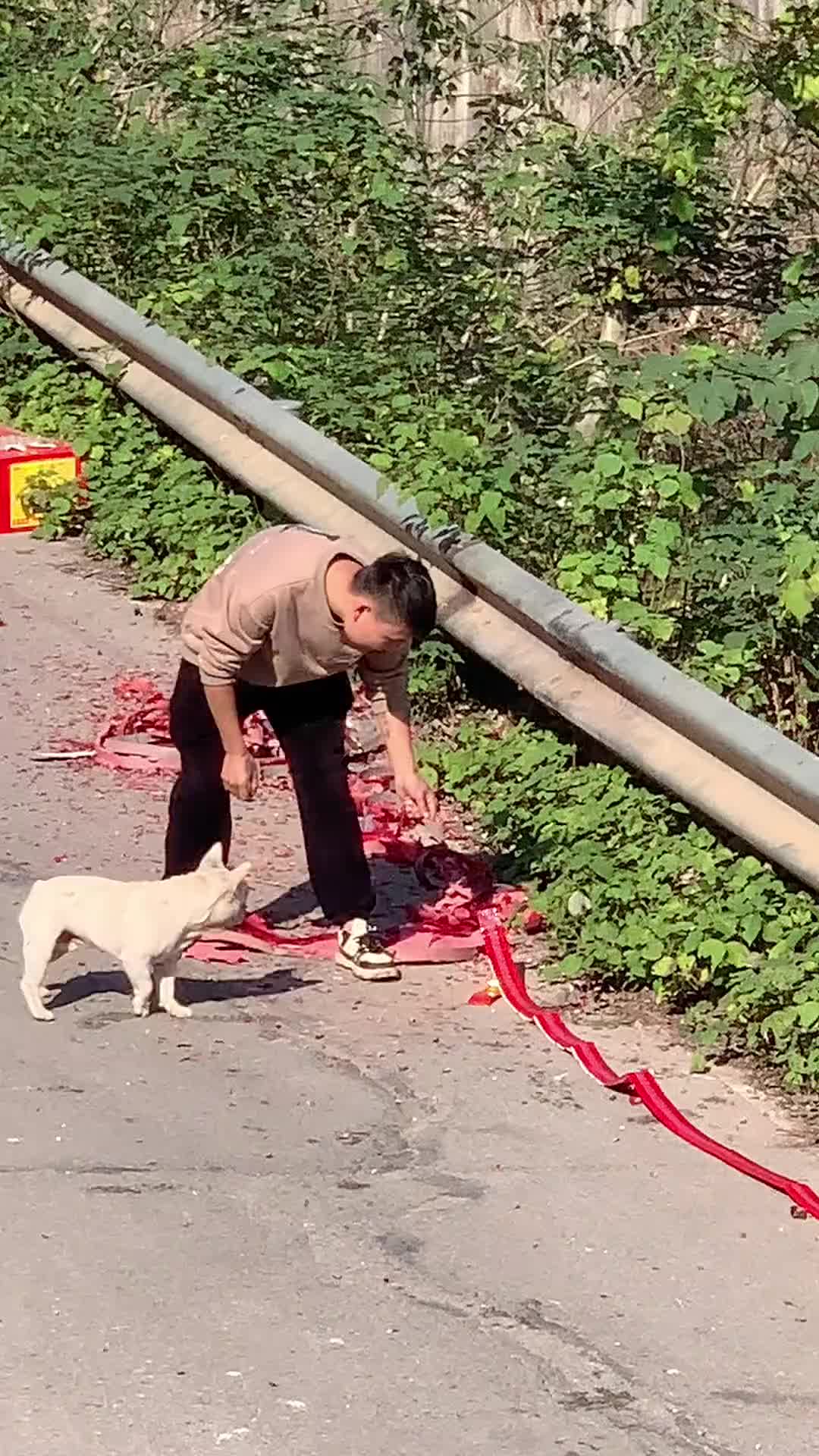 很多狗怕鞭炮，它怎么不怕！