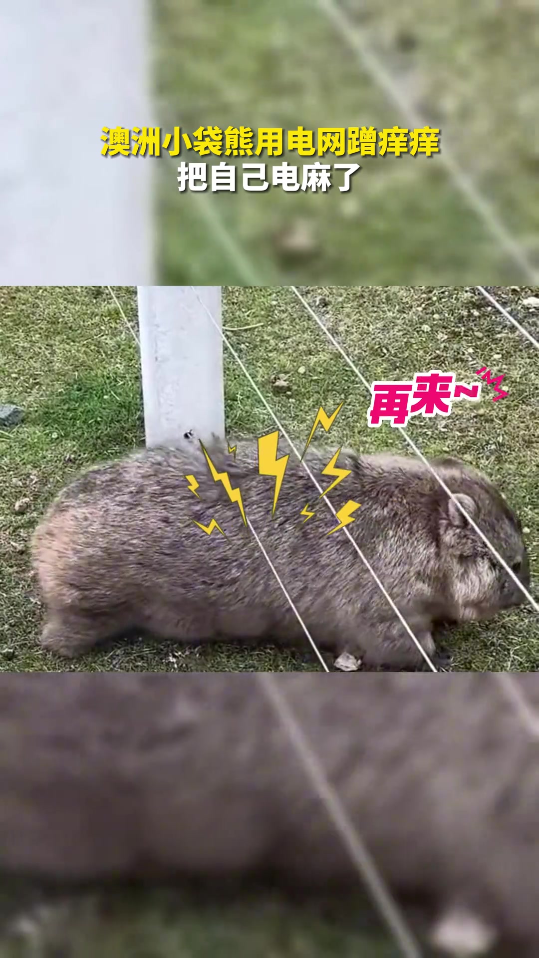 澳洲小袋鼠用电网蹭痒痒，把自己电麻了