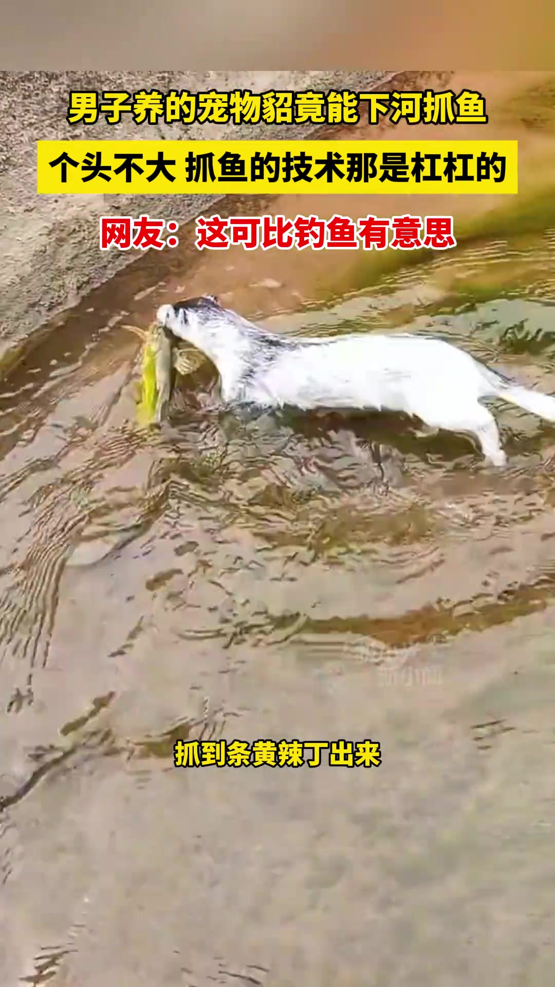 男子养的宠物貂竟能下河抓鱼