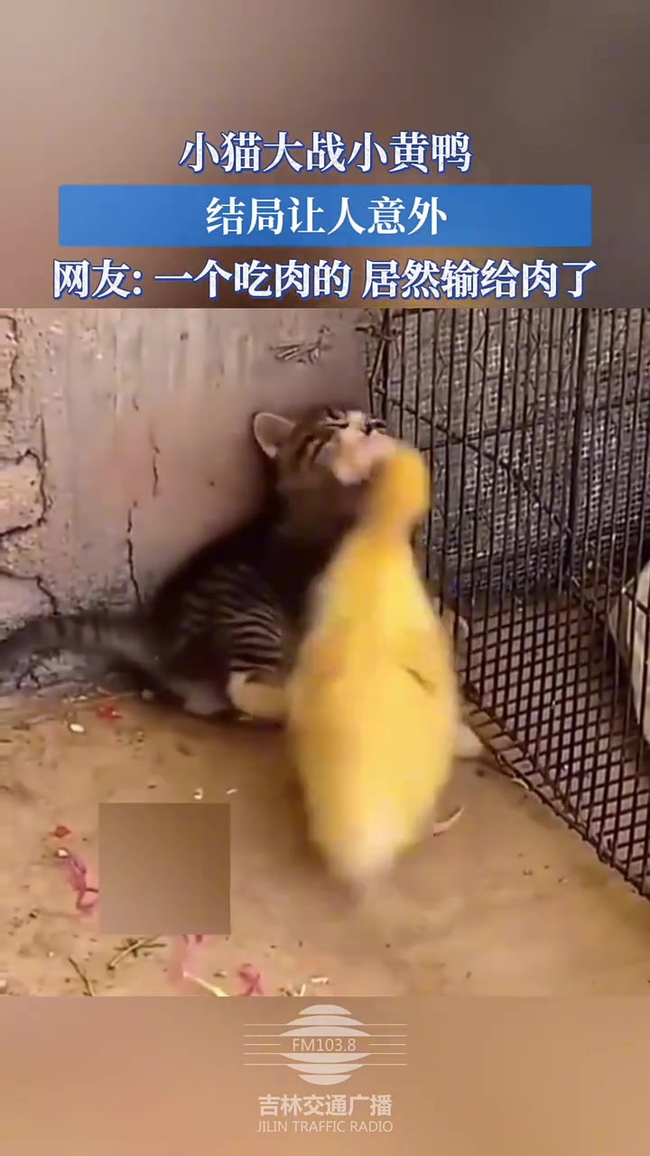 小猫大战小黄鸭