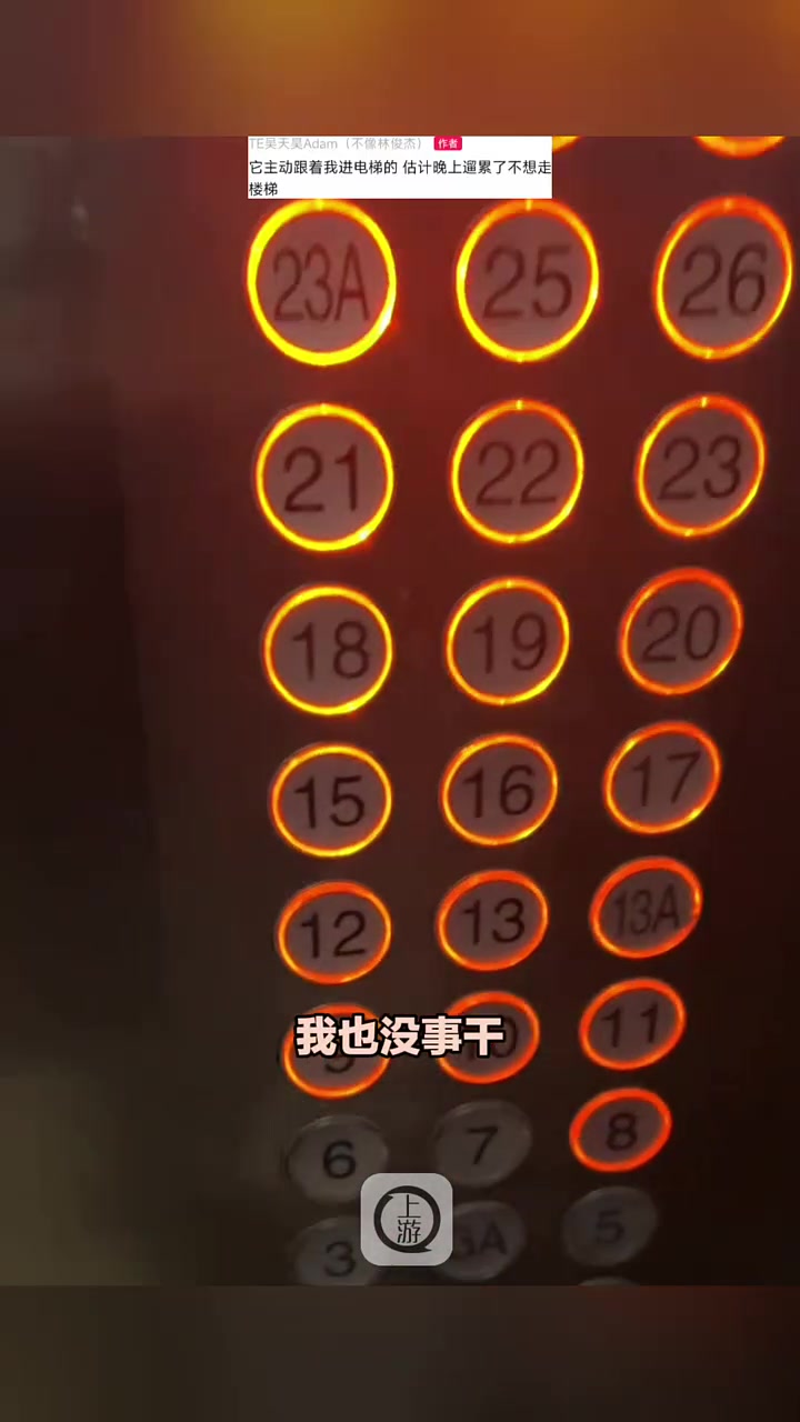 “男子酒后逐层按电梯帮狗“找家”，到家后狗主人说它能自己回来
