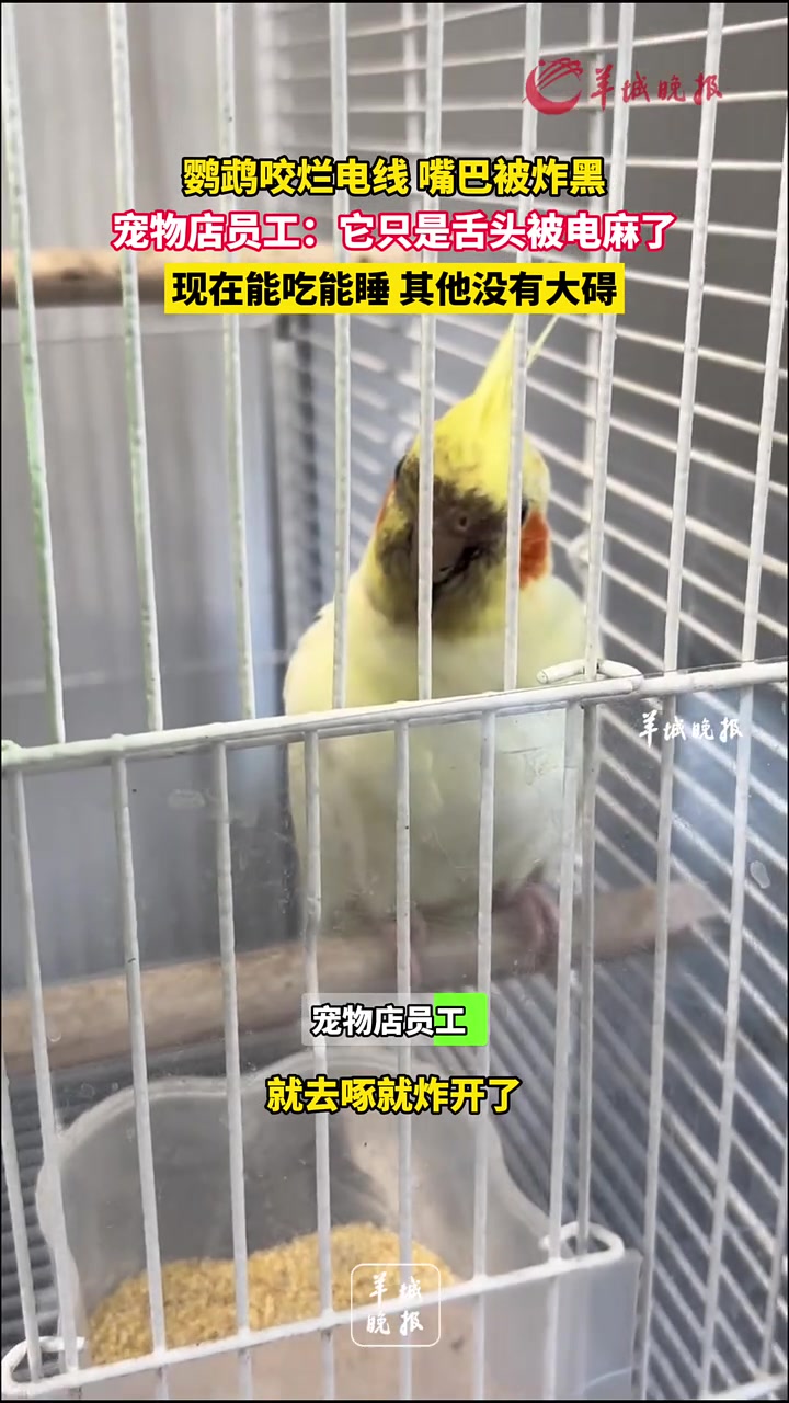 鹦鹉咬烂电线嘴巴被炸黑，宠物店员工：它只是舌头被电麻了
