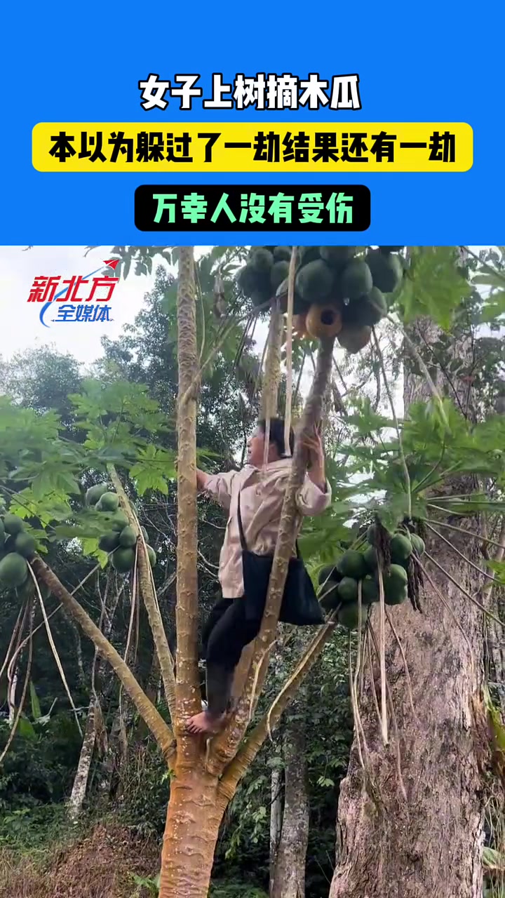 女子上树摘木瓜，本以为躲过了一劫结果还有一劫，万幸人没有受伤