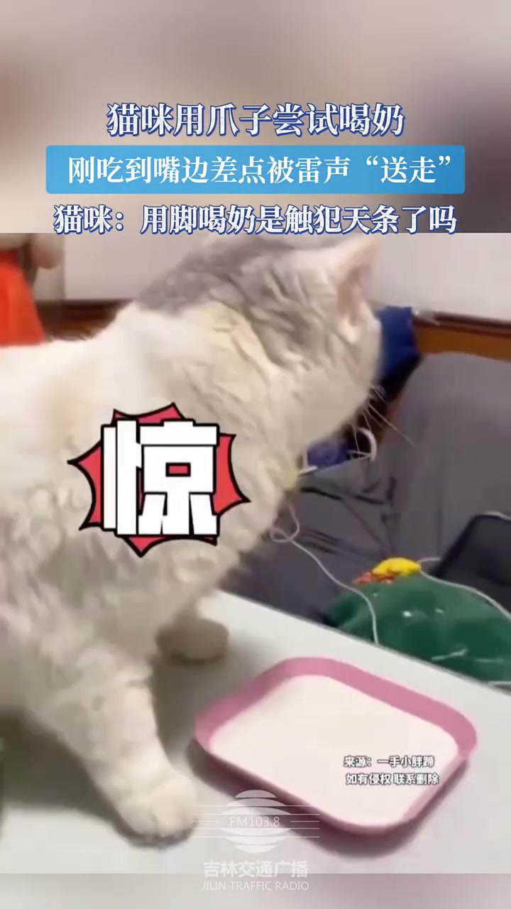 猫咪用爪子尝试喝奶，刚吃到嘴边差点被雷声送走