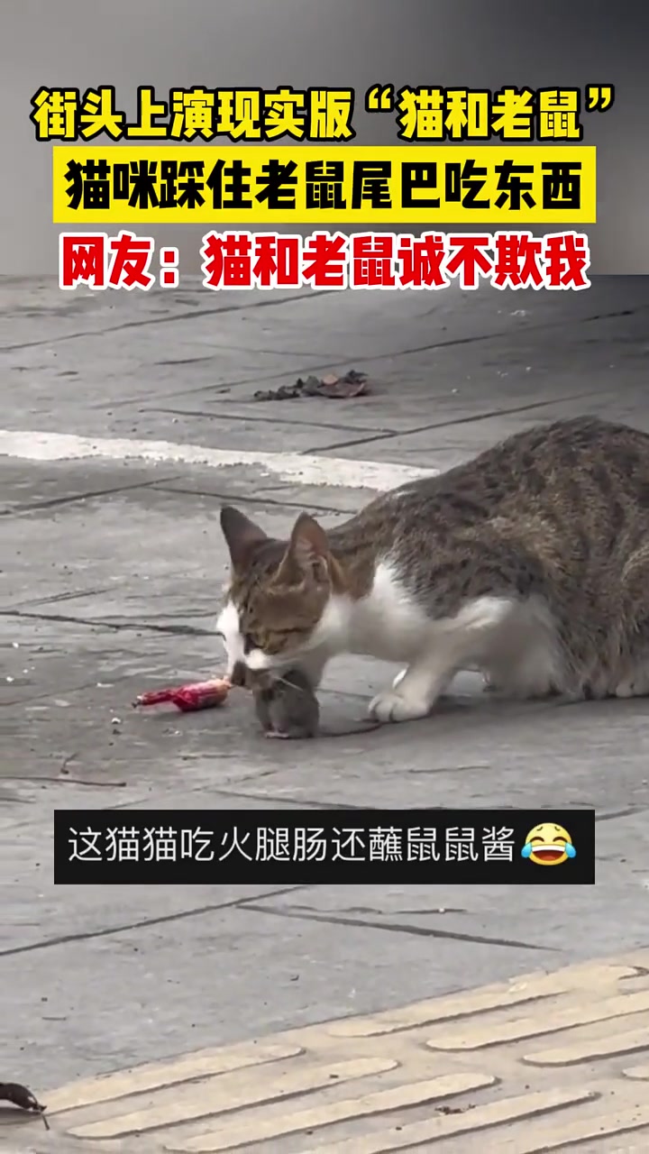 街头上演现实版猫和老鼠