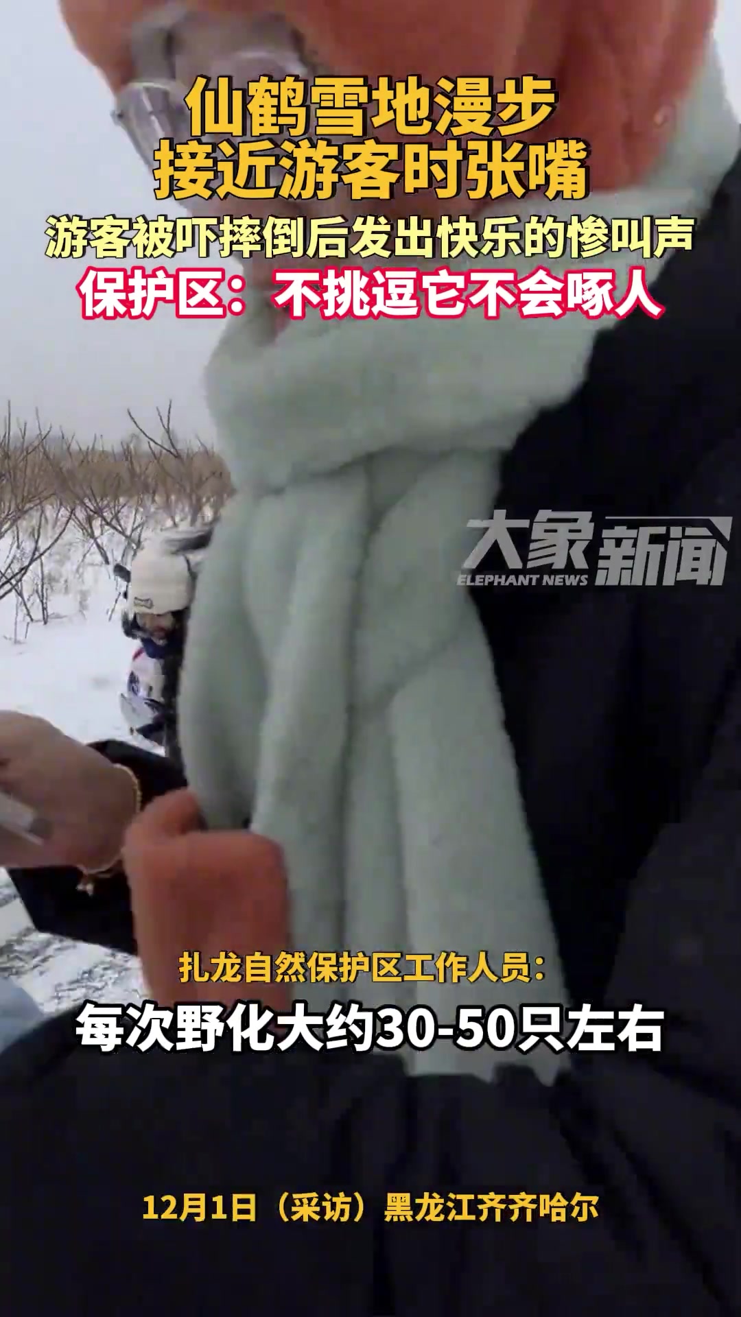仙鹤雪地漫步接近游客时张嘴游客被吓摔倒后发出快乐的惨叫声