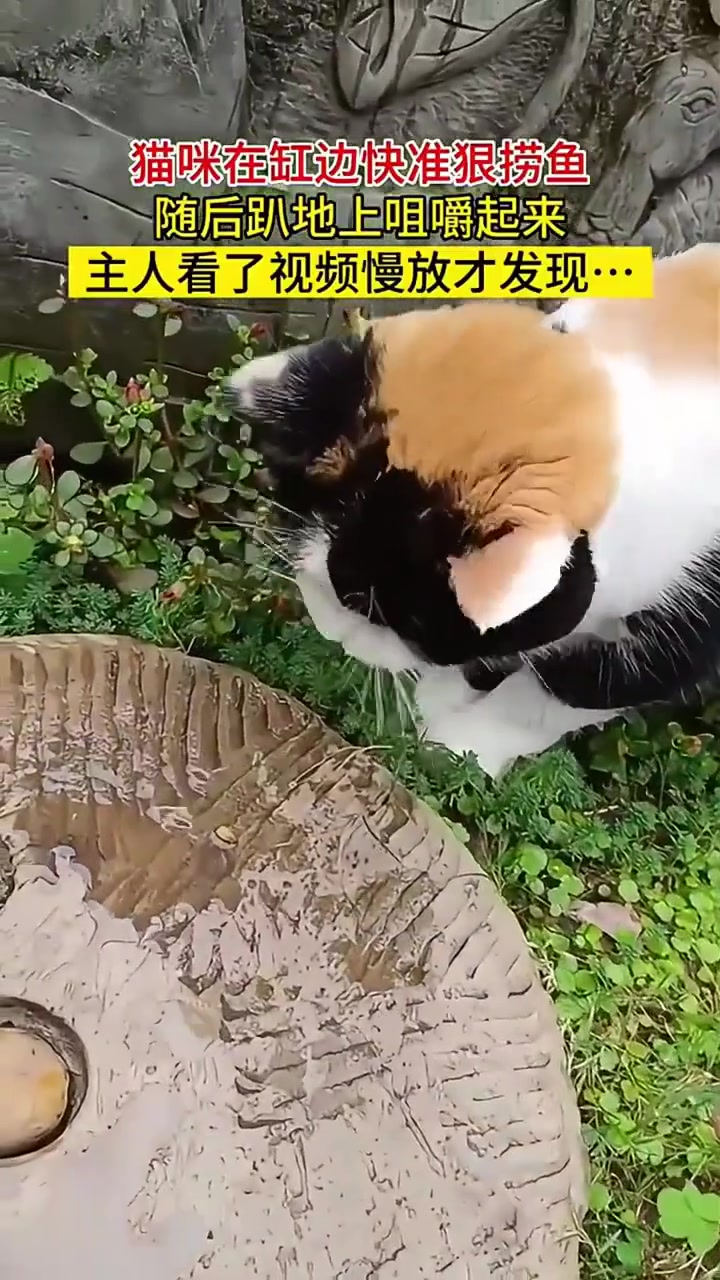 猫咪在缸边快准狠捞鱼