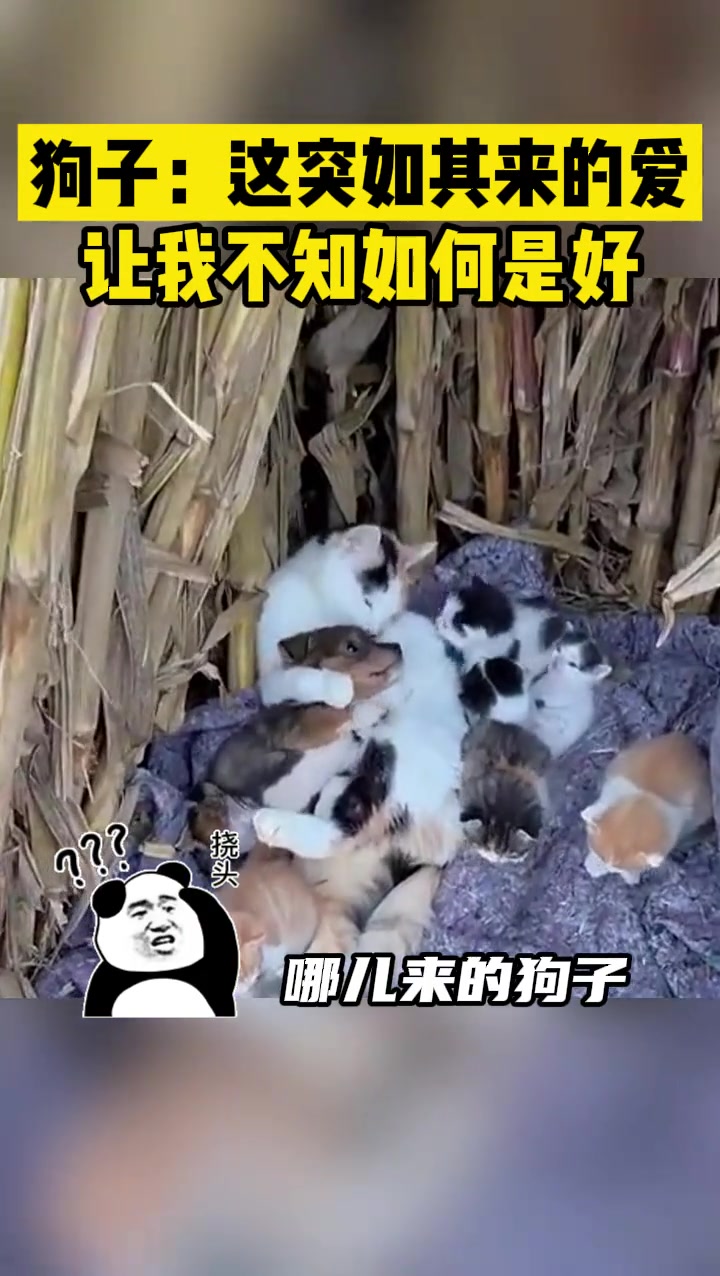狗子：这突如其来的爱，让我一时不知如何是好