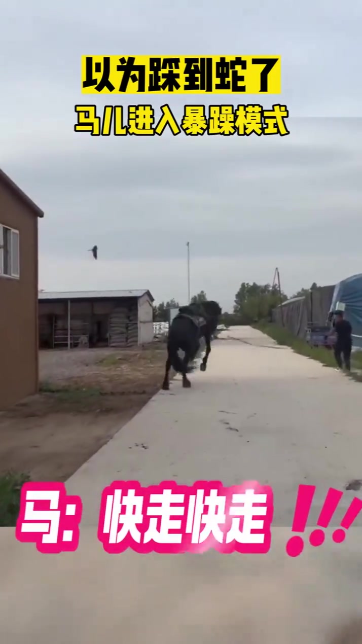 以为踩到蛇了马儿进入暴躁模式