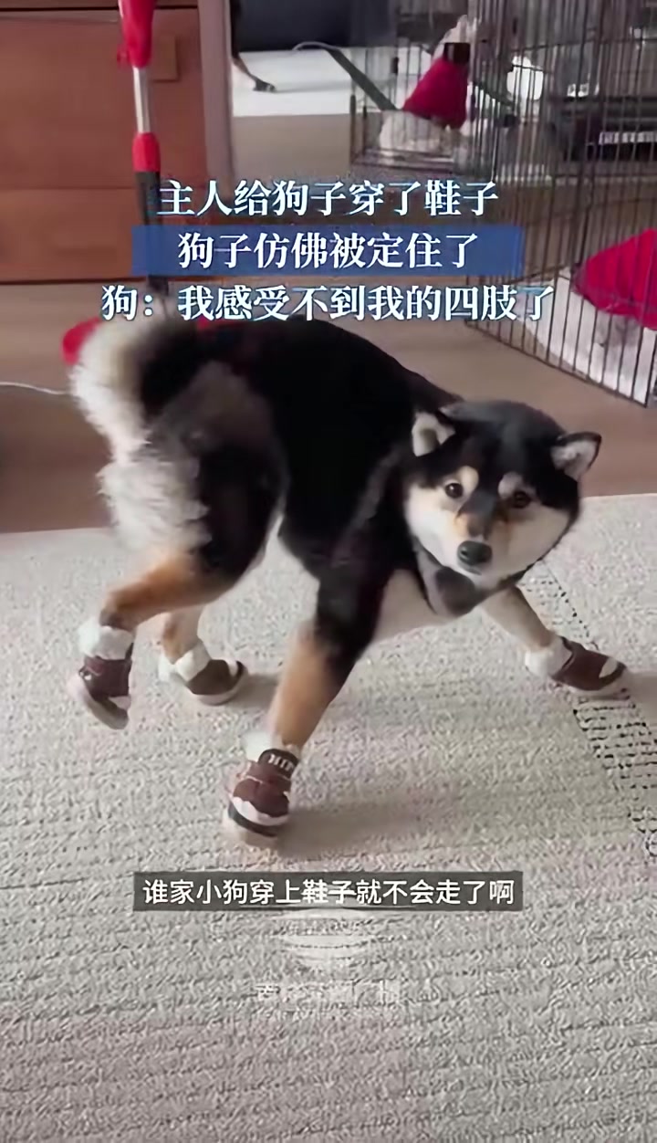 主人给狗子穿了鞋子，狗子仿佛被定住了