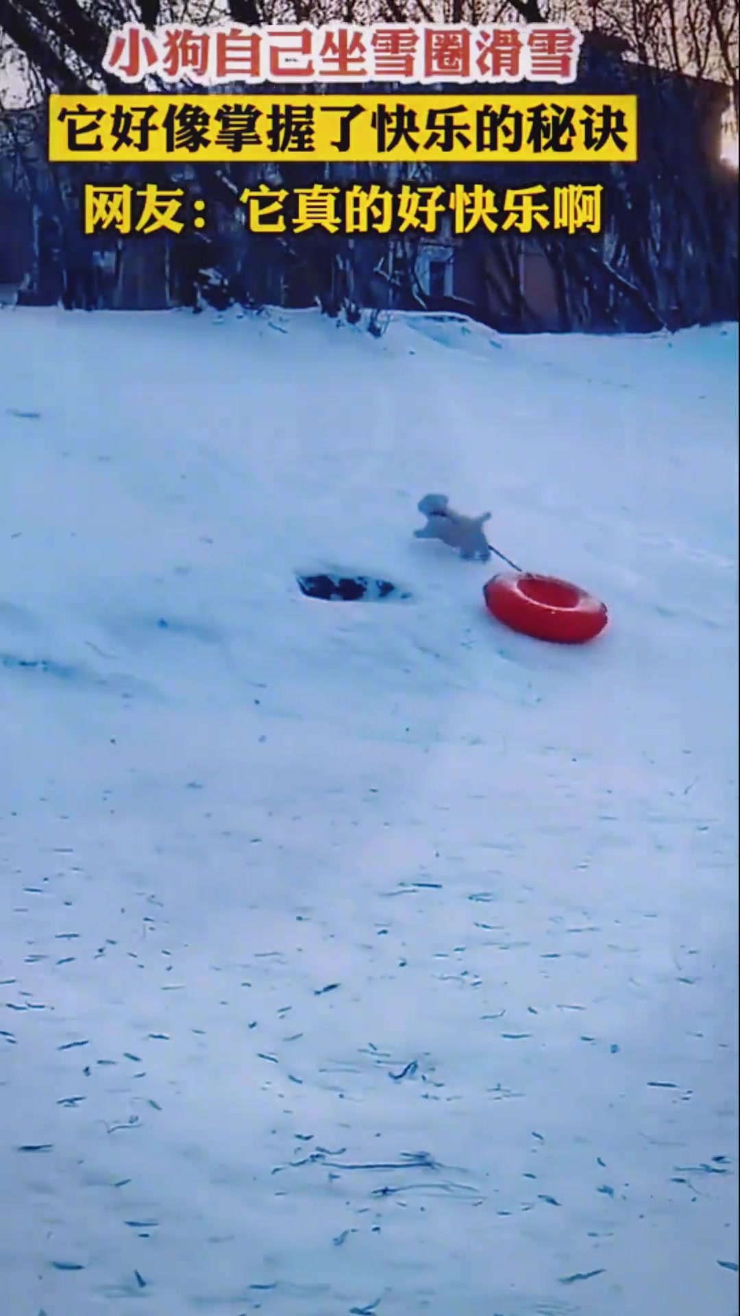 小狗自己坐雪圈滑雪，它好像掌握了快乐的秘诀