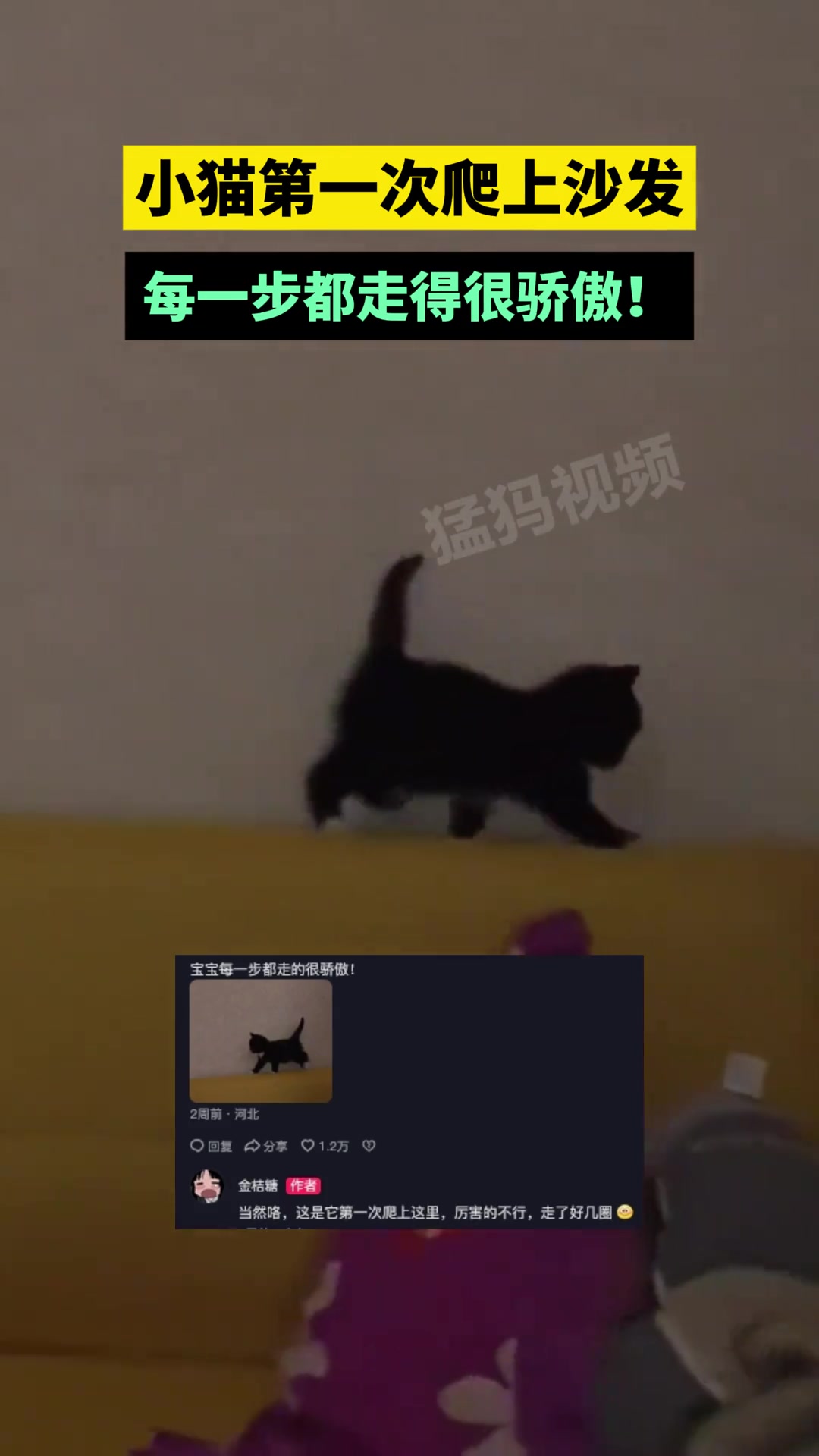 小猫第一次爬上沙发，每一步都走得很骄傲！
