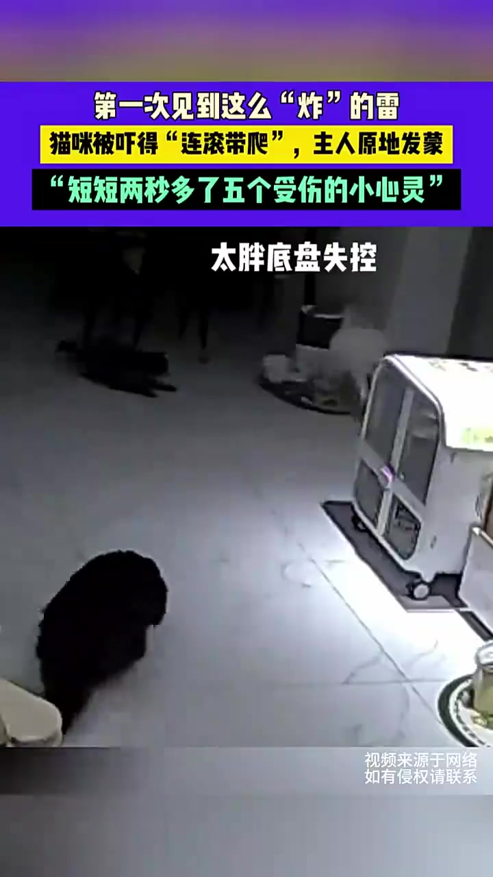 一个雷，猫四处逃散，猫也怕打雷