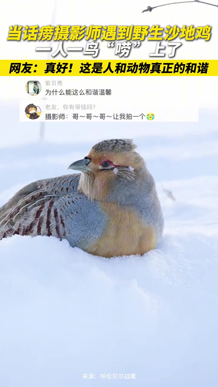 当话痨摄影师遇到野生沙地鸡一人一鸟“唠”上了
