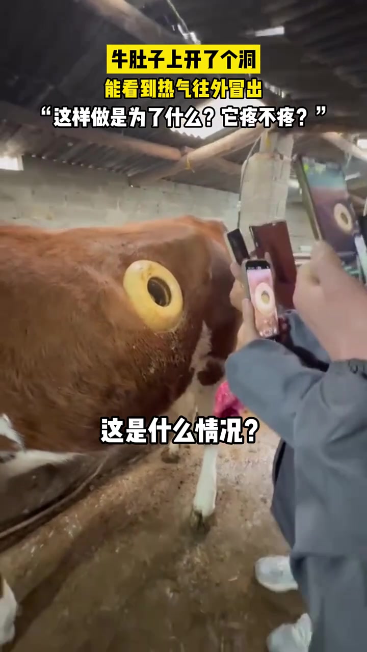 牛肚子上开了个洞，这是为什么呢