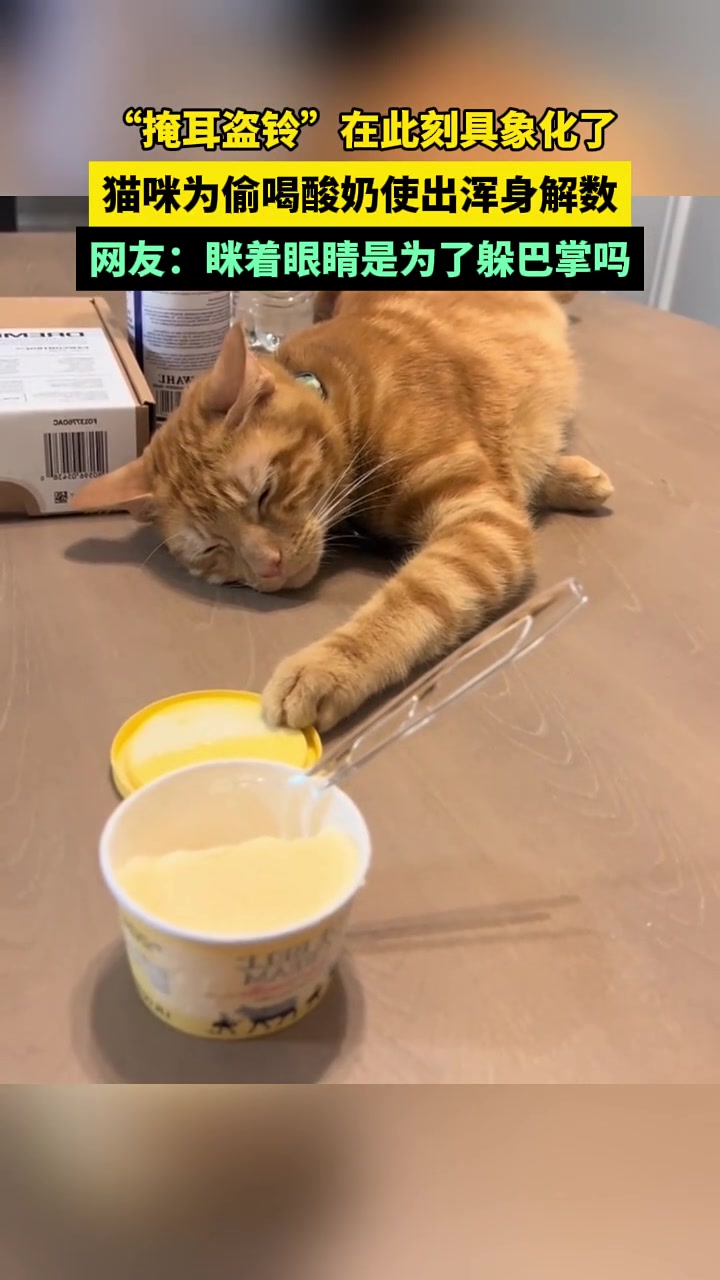 掩耳盗铃”在此刻具象化了，猫咪为偷喝酸奶使出浑身解数