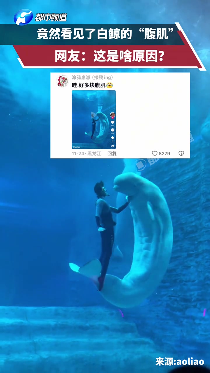 竟然看见了白鲸的“腹肌”，网友这是啥原因?