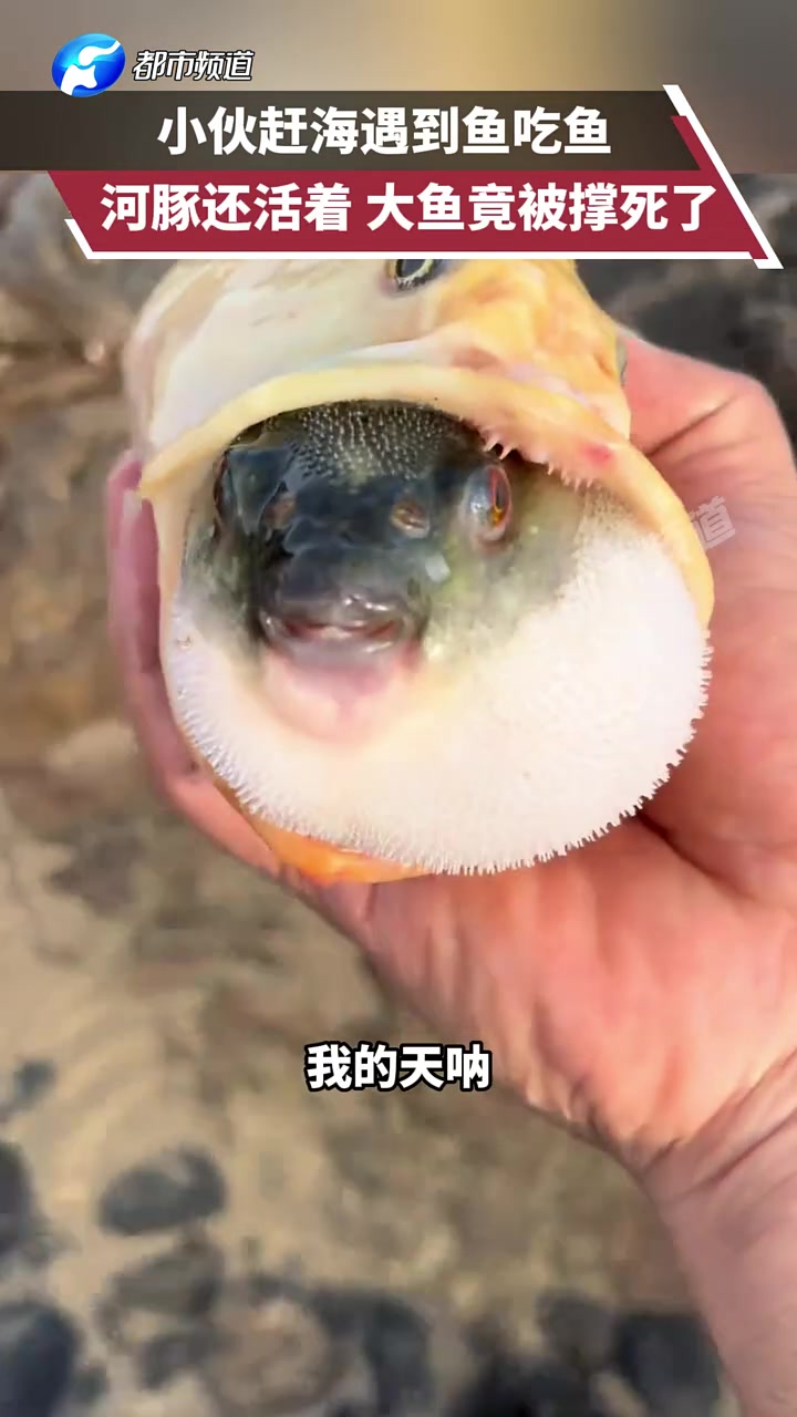 小伙赶海遇到鱼吃鱼，河豚还活着大鱼竟被撑死了！