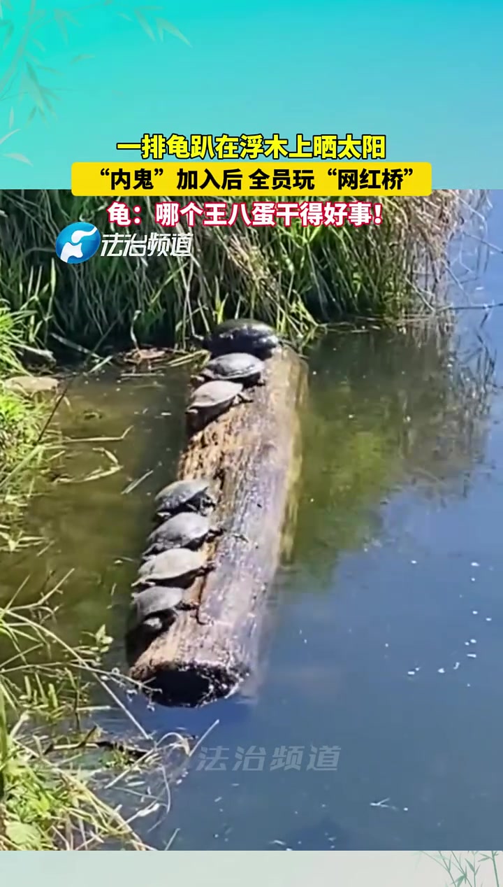 一排龟趴在浮木上晒太阳，直到一只“内鬼”加入打破了所有平衡