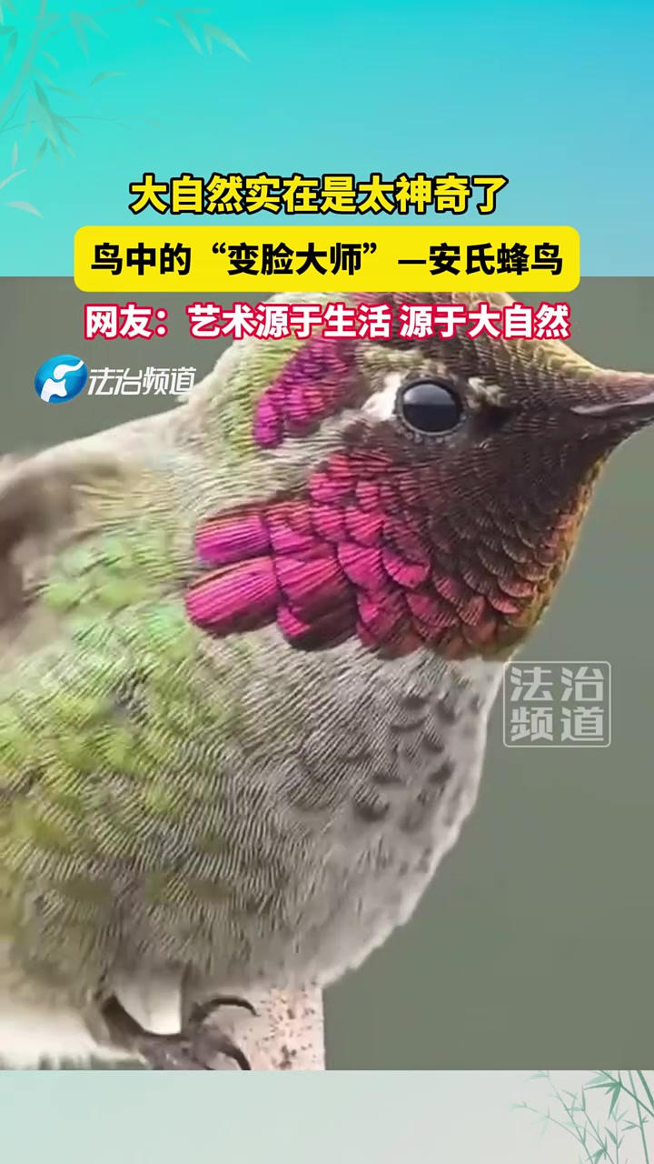 鸟中的“变脸大师”安氏蜂鸟