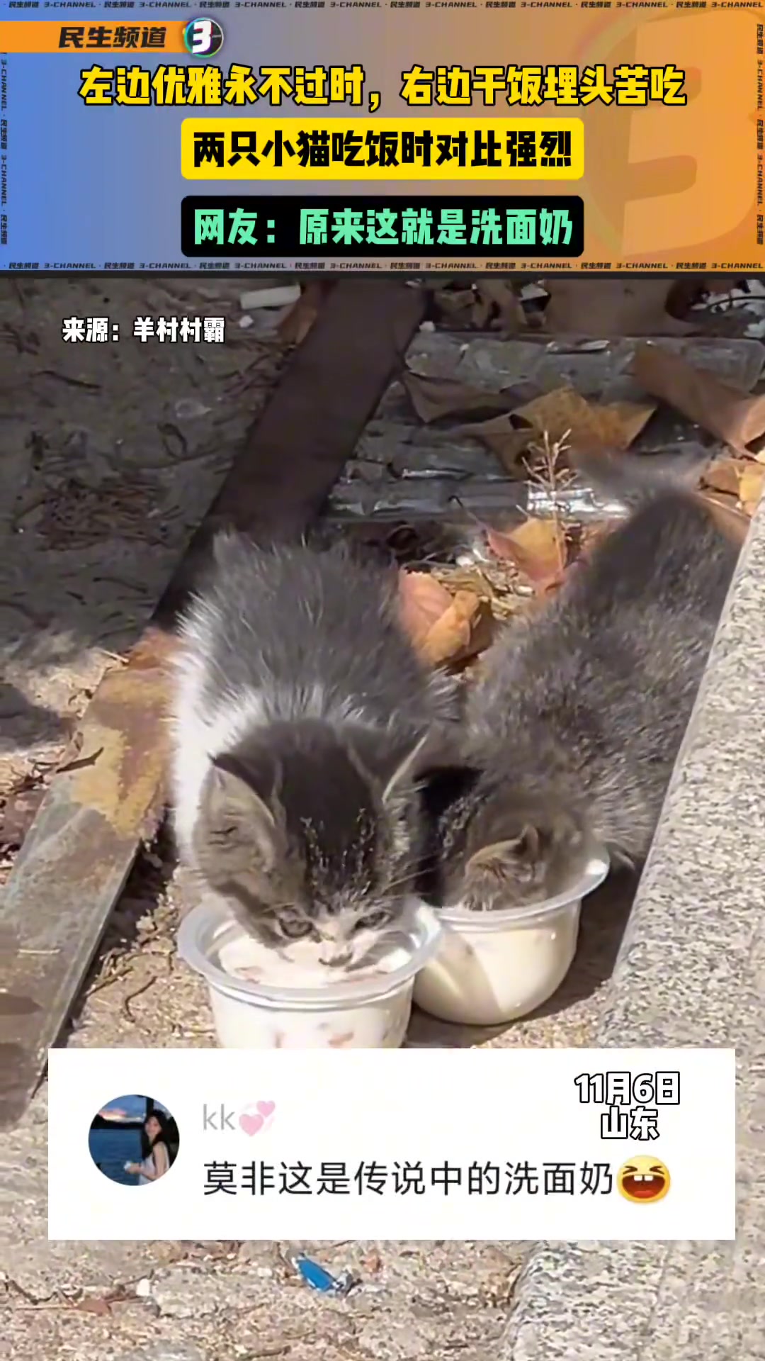 两只小猫吃饭时对比强烈，网友：原来这就是洗面奶