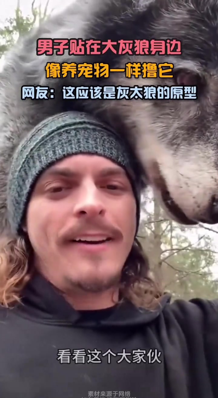 男子贴在大灰狼身边，像养宠物一样撸它