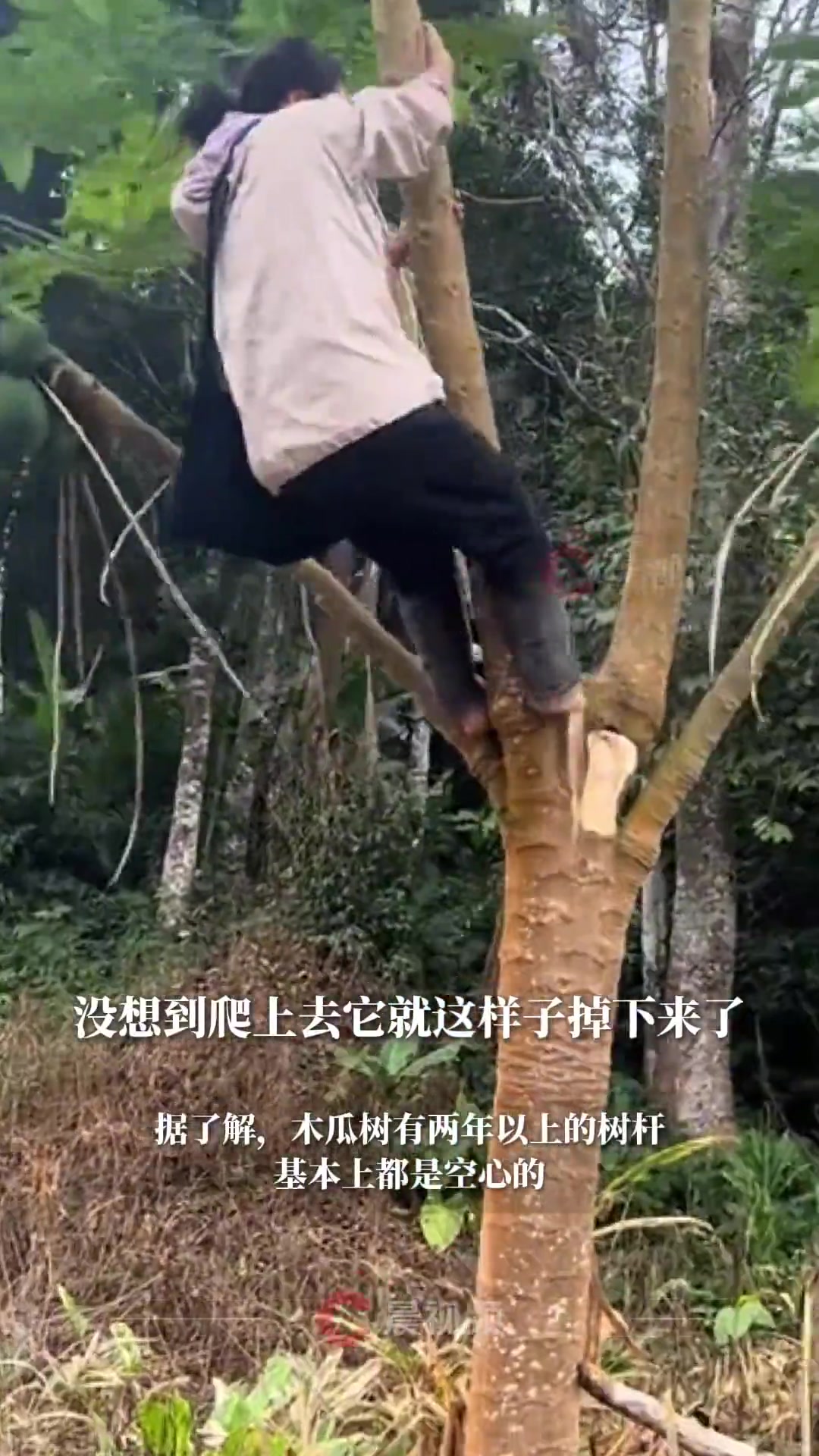 女子爬树摘木瓜，结果连人带瓜一起掉了下来