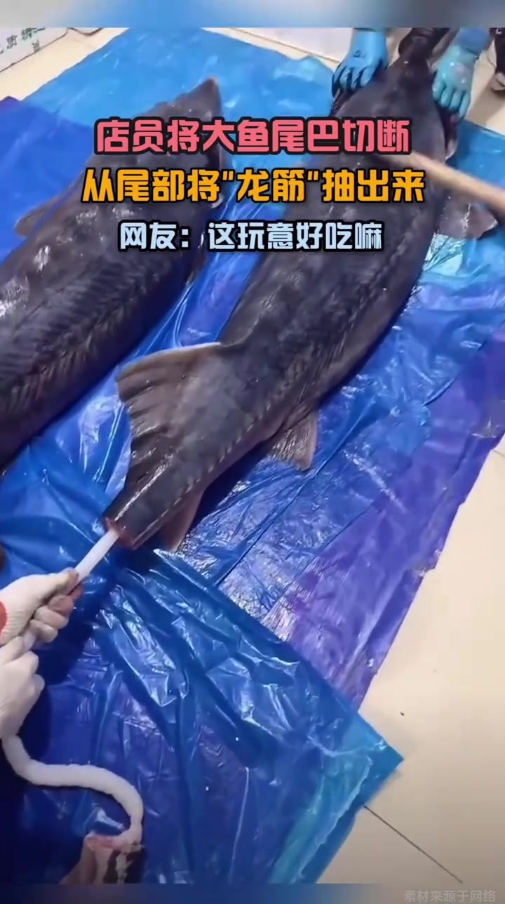 店员将大鱼尾巴切断，从尾部将龙筋抽出来