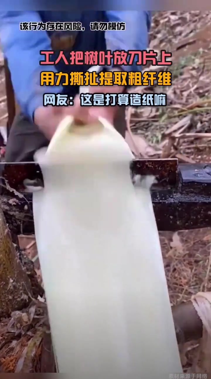 工人把树叶放到刀片上，用力撕扯提取粗纤维